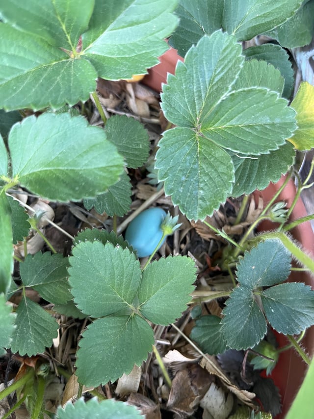 A surprise in my strawberries – Reddit Post