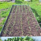 We have a 100% success rate still for our 240+ onion starts – Reddit Post