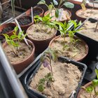 Are my tomatoes ok?