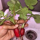 First thing I’ve ever grown. May not be a big thing to others but I’m super proud 😂 thanks to everyone who let me bother them for advice in this sub 🫶🏽 my beans are sprouting too 🙌🏾