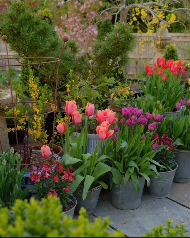 I feel this display has reached its zenith. Already! So early! All the tulips are blooming and at their peak. The forsythia is just dropping its blossom…