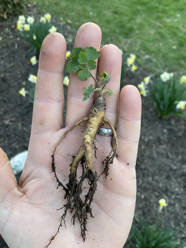 Columbine out for a stroll in my Zone 7a flower beds. – Reddit Post
