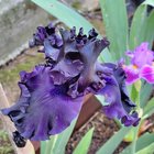 This dark beauty bloomed this morning – Reddit Post