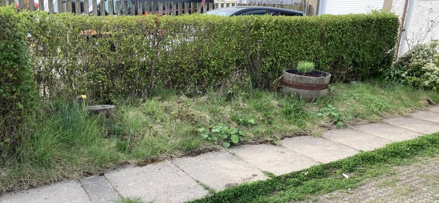 What would you plant in a shady border in Aberdeenshire?