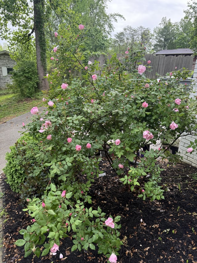 I’ve got roses! Story inside. – Reddit Post