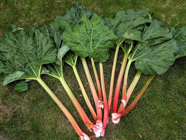 Rhubarb haul from the allotment… Excited for pudding tonight (and probably the rest of the week!)