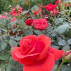 My friend’s rose collection – Reddit Post