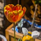 New tulip blooms 🌷