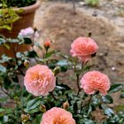 Everything has come to life! Time to enjoy the rest of the year growing our own food and flowers. – Reddit Post