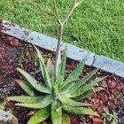 Gardening confessions