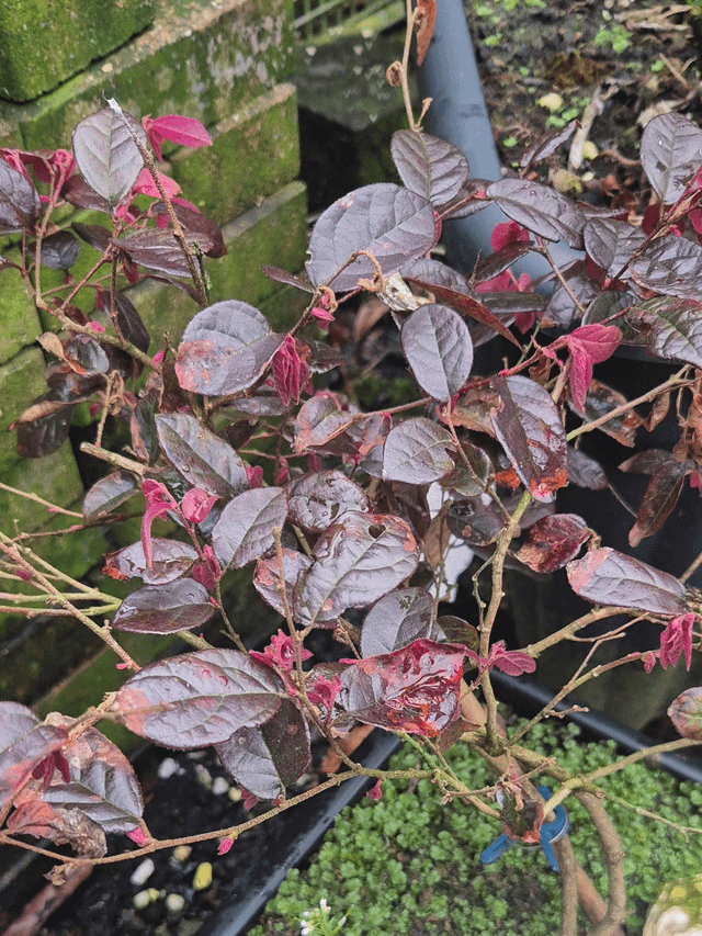 Loropetalum help