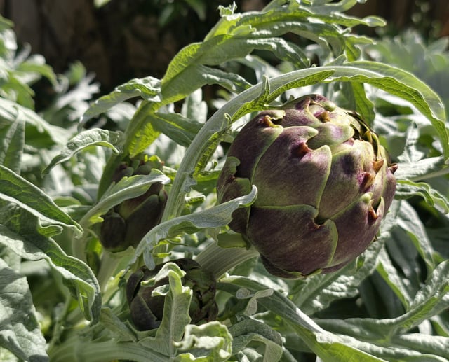 Artichokes Are Ready! – Reddit Post