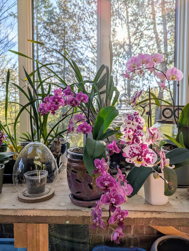 Some of my grocery store rescue orchids – Reddit Post
