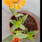 I grew this from a seed so proud! – Reddit Post