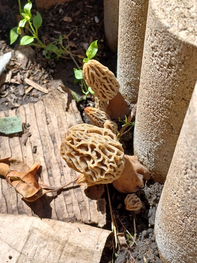 Help ID please, result of me building up my soil – Reddit Post