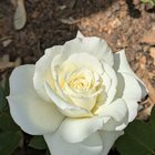 First bloom of White Lightnin’ Rose – Reddit Post