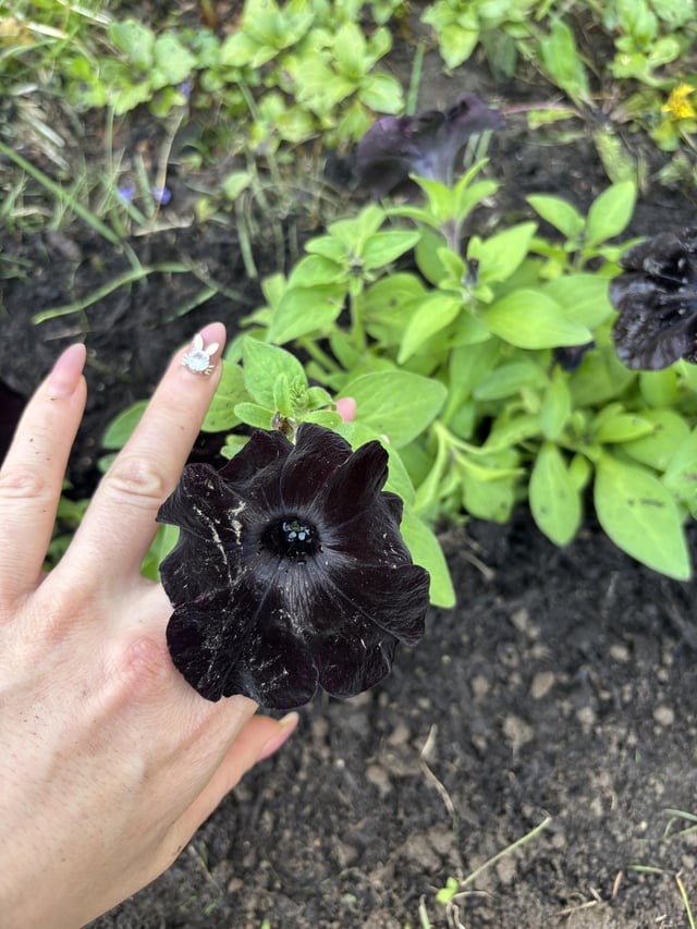Black magic petunia – Reddit Post