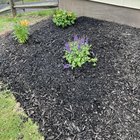 Made my first garden bed! – Reddit Post