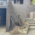 Suggestions for natives in this space (Canberra)?