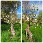 These two apple trees were to be cut down few years ago. I’ve reduced their crowns and they still fruit every year – Reddit Post