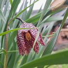 Chessboard flower blooming at 62°N…she has a proper name, too, but I don’t remember it. – Reddit Post