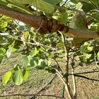 Weird ringing on tree bark