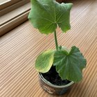 I think there’s something wrong with my plant – Reddit Post