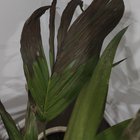 Palm not loving life