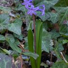 Behold, the current state of the hyacinth my mom planted ~20 years ago: – Reddit Post