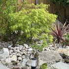 Just adding my Acers