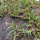 Different types of grass in backyard??