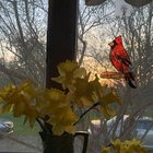 My spring flowers make me so happy! – Reddit Post