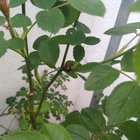 Why are ants meeting on my roses?