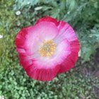 Since you all liked my pink corn poppy the other day, check out this lovely color variation that bloomed this morning. – Reddit Post