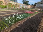 Tulip cut flower bed at work