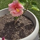 I got a hibiscus for my birthday in February and it’s flowering!!
