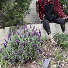 Thought my lavender was dead.. it’s back! – Reddit Post