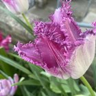 Tulips continue to amaze me