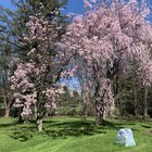 Spring has sprung! (Zone 6b) – Reddit Post