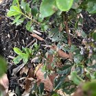 Scaevola struggling, any help please.