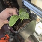First time doing seeds and I’m addicted – Reddit Post