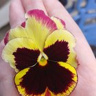 Favourite flowers and why?