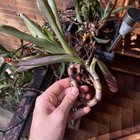 Help to ID this plant?