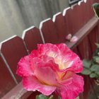 Getting great roses this year – Reddit Post