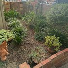 My Dichondra path vision came to fruition!