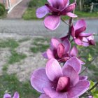 New Magnolia Genie🌸 – Reddit Post