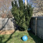 Caution & reminder: Japanese yews – Reddit Post