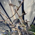 Dead/dying leaves, fungus?