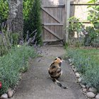 For people that wonder about hard pruning lavender into the wood