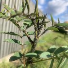 Wtf is all over my Indigofera australis and are these ladybugs equipped to handle it?